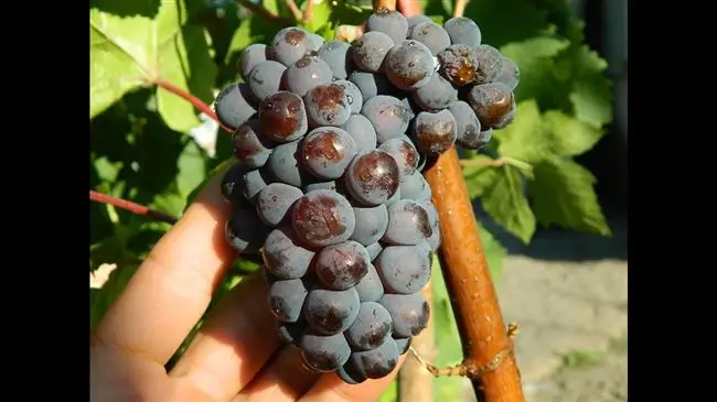 Мускат Голодриги — сорт винограда