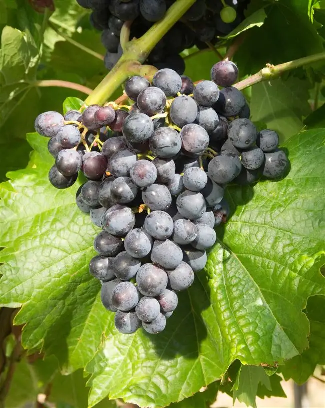 Виноград Мускат Чёрный — описание сорта, уход за черным мускатом