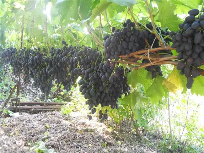 Отменный виноград Надежда АЗОС: описание сорта, его характеристики и фото