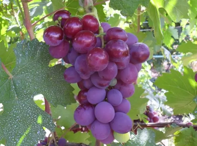 Сорт винограда «Низина»: описание и фото
