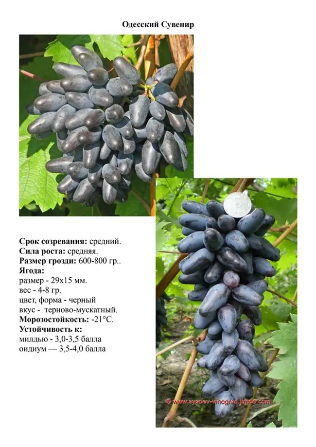 Одесский сувенир (Воспоминание, Сувенир чёрный) — сорт винограда. Описание, фото, характеристики