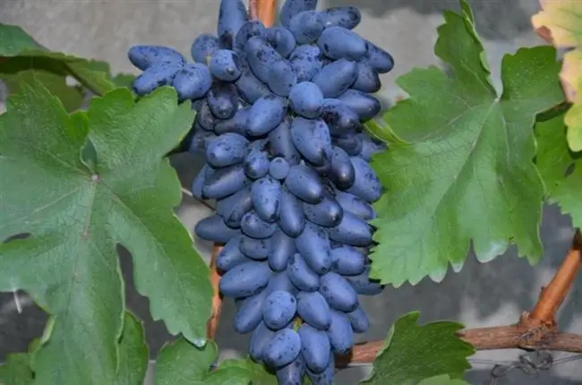 Сорт винограда Одесский (Чёрный) сувенир