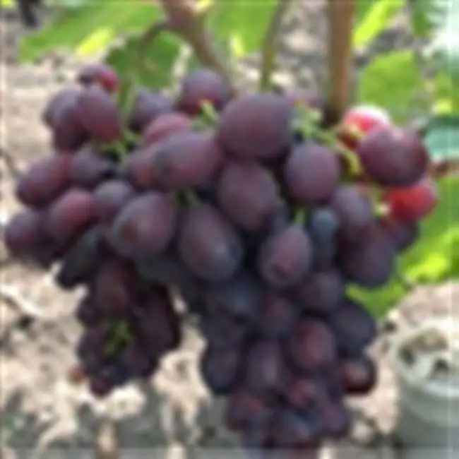 Виноград со сладким, но ненавязчивым вкусом — сорт «Памяти учителя»