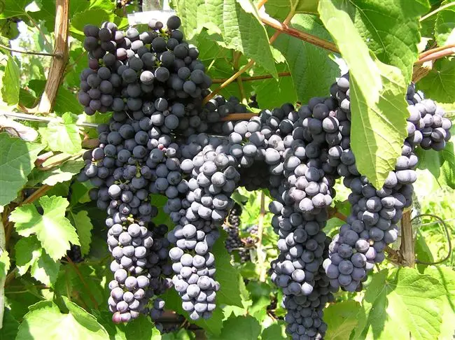 Секреты выращивания винограда «Памяти Домбковской»