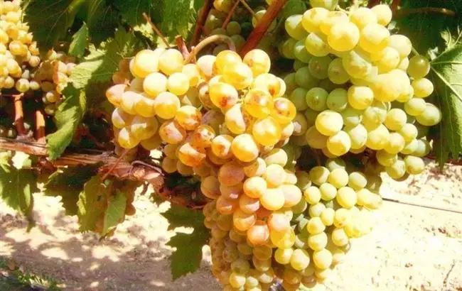 Первенец Магарача — сорт винограда