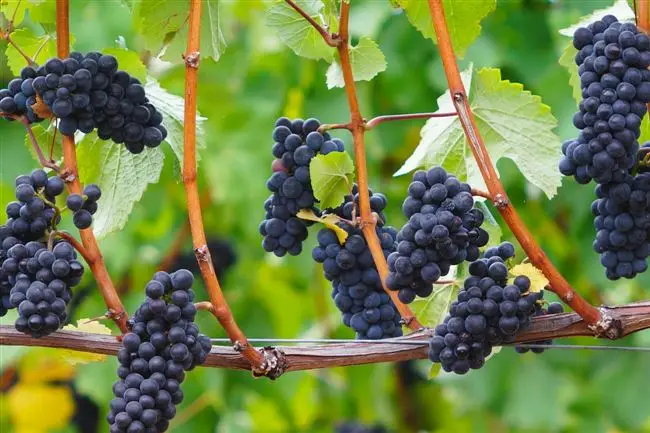 Пино нуар: описание сорта винограда, лучшее вино, характеристики