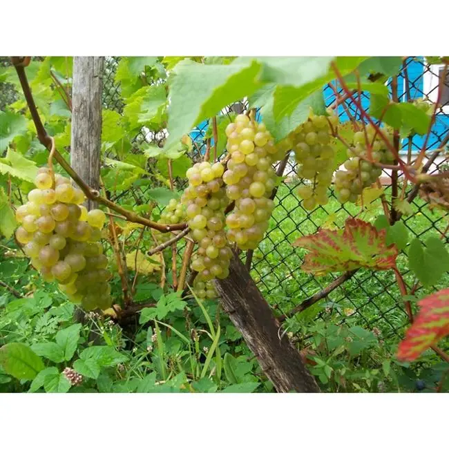Особенности и основные характеристики сорта винограда «платовский»