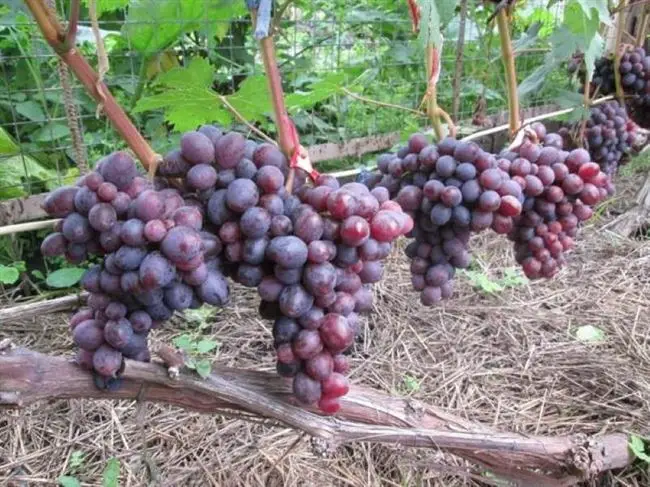 Сорт винограда «Подарок Несветая» описание и фото