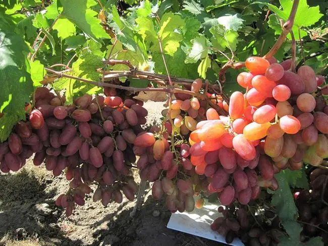 Виноград Преображение: особенности сорта, выращивание и уход