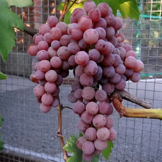 Сорт винограда Рилайнс Пинк Сидлис: фото и описание, отзывы