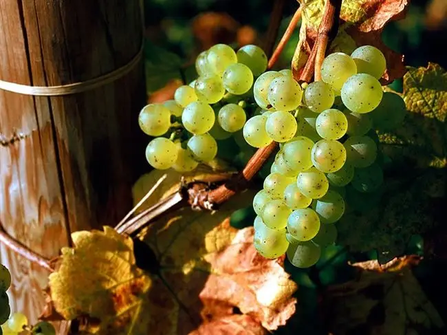 Виноград Рислинг, описание и особенности сорта