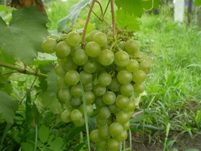 Сорт винограда ркацители магарача: описание, фото