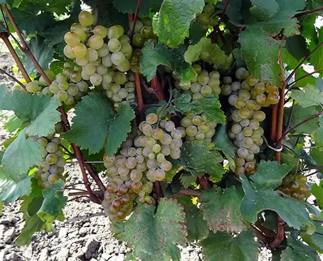 Особенности выращивания винограда сорта Ркацители: сроки и технология посадки, уход за виноградником. Сбор и использование урожая.