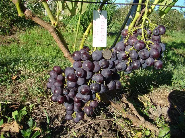 Виноград «Рошфор»: описание сорта, фото и отзывы
