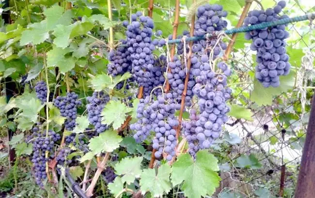 Рубин Голодриги: описание и характеристика сорта винограда, особенности выращивания в домашних условиях, фото, отзывы