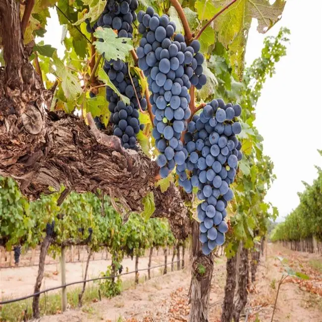 Сорт винограда Саперави: описание и характеристика, выращивание и уход