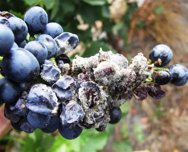 Белая гниль винограда — лечение и методы борьбы с болезнями сельско-хозяйственных культур