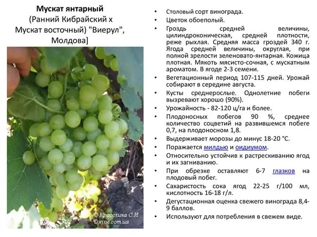 Виноград сенной к описание сорта — Особенности винограда Сенсация, позволяющие рекомендовать его к выращиванию в любых климатических зонах. Нюансы посадки. Отзывы садоводов.