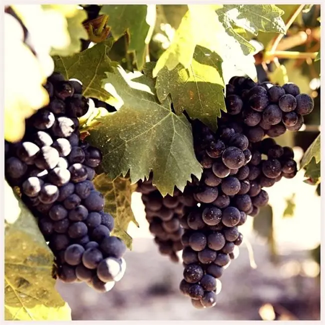 Вино Сира (Шираз) красное: сорт винограда, сухое, полусладкое, аромат, вкус, цвет, география