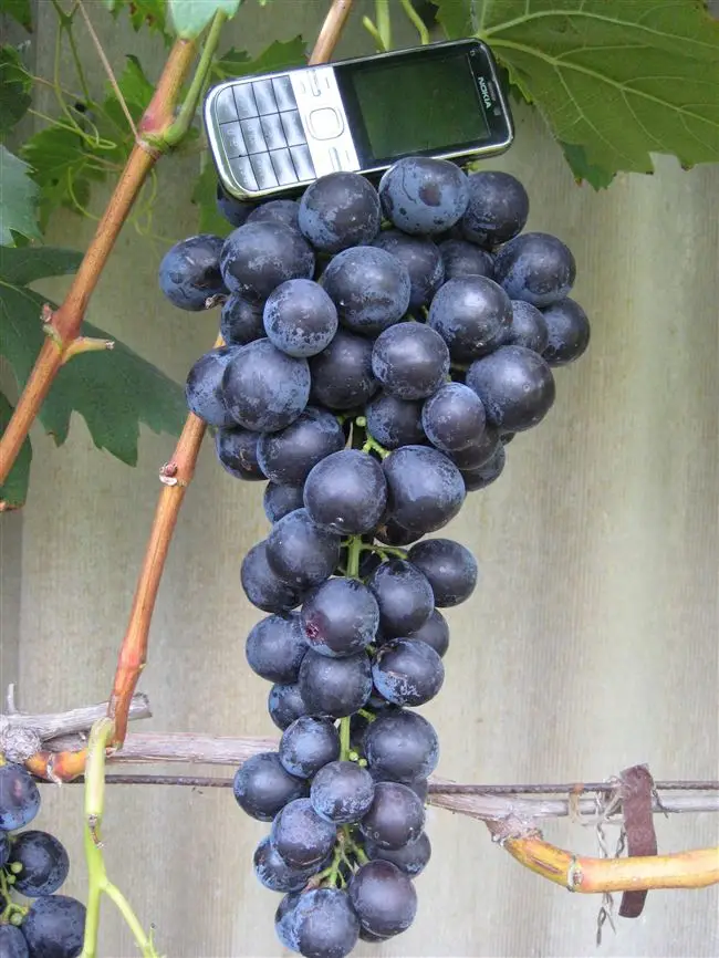 Виноград Страшенский — надёжный высокоурожайный сорт