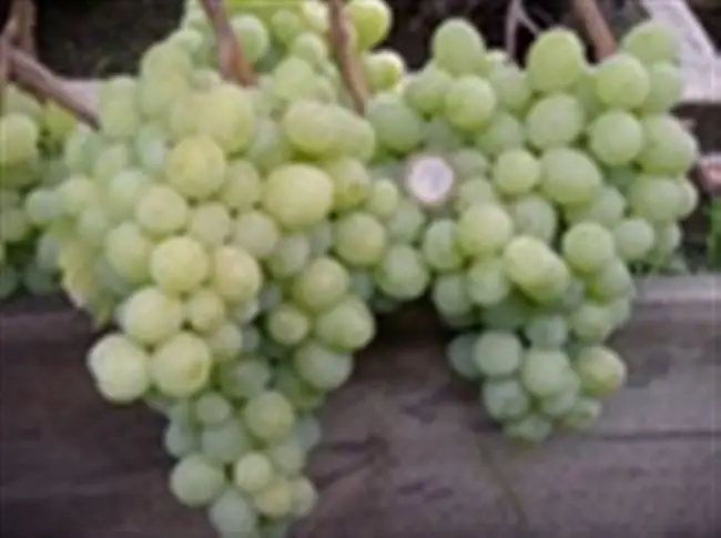 Виноград Талисман описание сорта с фото и видео. Характеристики винограда Талисман (Кеша 1, Кеша 2, Кеша мускат и Супер Кеша).