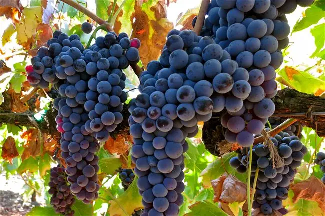 Вино Темпранильо красное испанское: сорт винограда, сухое, розовое, аромат, вкус, цвет, география