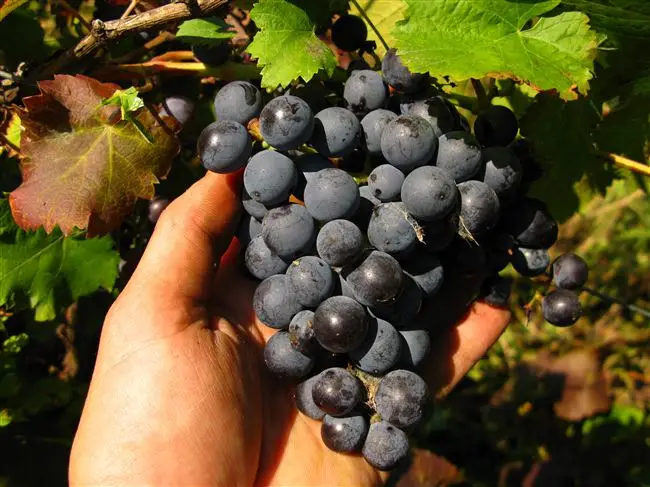 Виноград Фиолетовый ранний: описание сорта, характеристики и особенности выращивания, фото