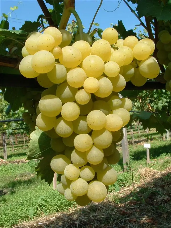 Сорт винограда фрумоаса албэ, его основные характеристики, качества и особенности, рекомендации при выращивании и уходе за растением.