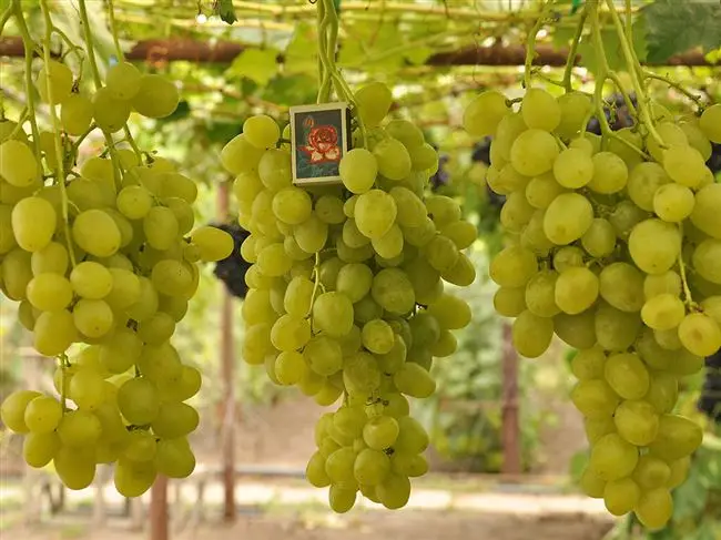 Виноград сорта Супер-Экстра (Цитрин): особенности посадки и выращивание