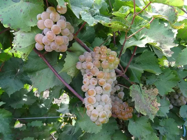 Сорт винограда Цитронный Магарача: фото, отзывы, описание, характеристики.