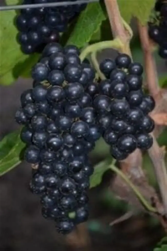 Виноград Эким Кара или Черный доктор- описание сорта и особенности выращивания