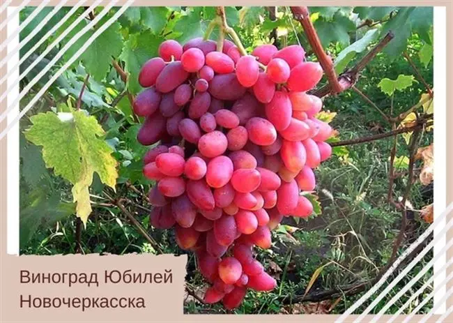 Сорт винограда Юбилей Новочеркасска: фото, отзывы, описание, характеристики.