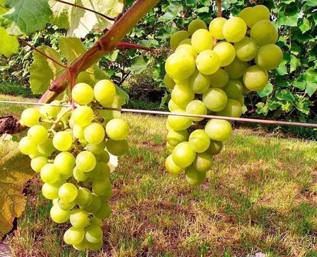 Сорт винограда юбилейный