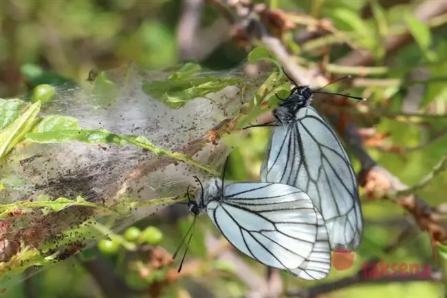 Как избавиться от бабочки боярышницы в саду