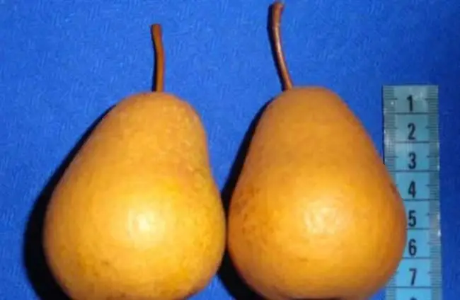 Груша «Дюймовочка»: фото плодов, описание характеристик и устойчивости к заболевания сорта