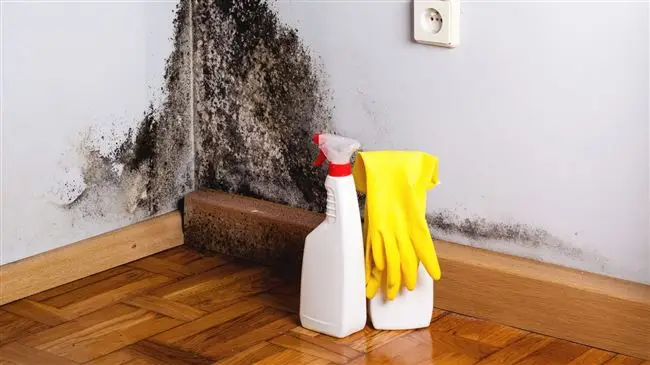 Грибок в квартире портит интерьер и опасен для здоровья. Рассказываем, как устранить плесень, избавиться от запаха и повреждений