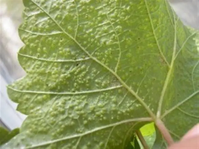 Фитоптус виноград — Пупырышки на листьях винограда: лечение