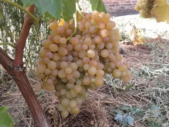 Сорт винограда Карабурну