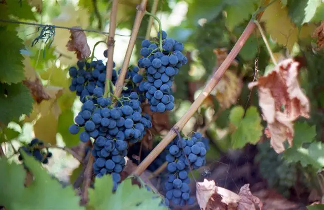 Виноград каберне северный описание сорта — Сорт винограда Северный: описание, характеристики и секреты ухода