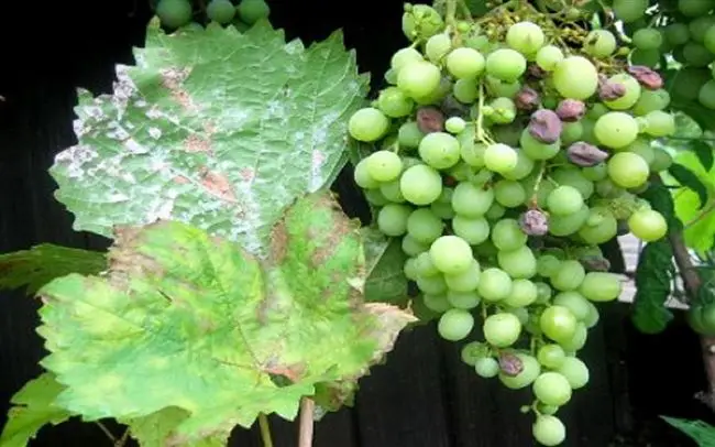 Как спасти виноград от мучнистой росы или оидиума: советы опытного виноградаря Олены Непомнящей