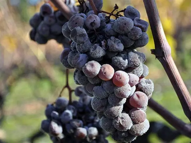 Что такое серая гниль на винограде и как с ней бороться?