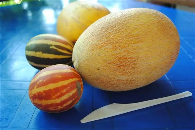 Апельсинка - сорт растения Дыня