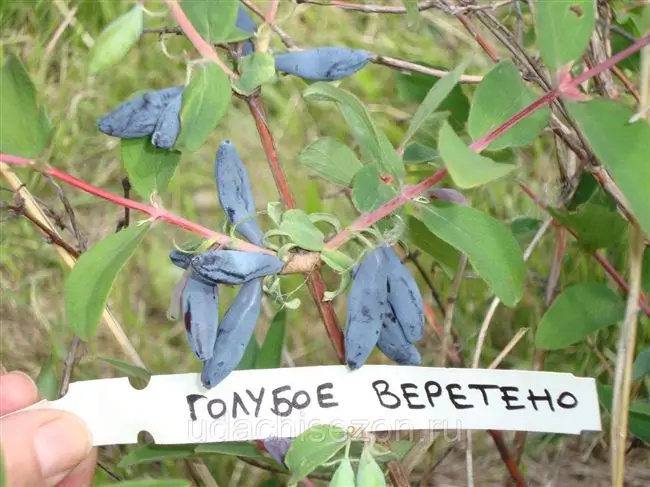 Жимолость «Голубое веретено»: описание сорта, фото, выращивание и уход