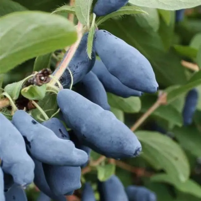 Голубой Десерт - сорт растения Жимолость