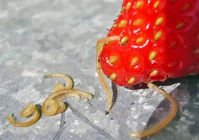 Черви в клубнике (21 фото):  маленькие белые червяки едят клубнику. Что делать, если появились кивсяки в ягодах и корнях? Как избавиться от проволочника и личинок майского жука?