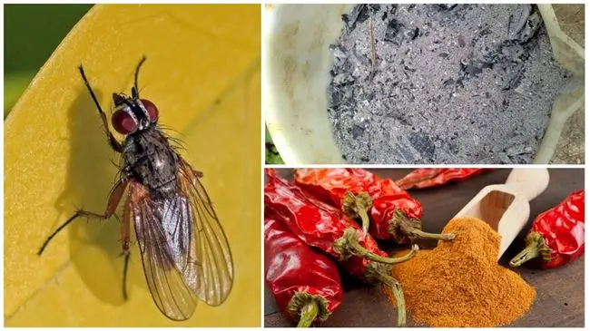 Капустная муха на дайконе — Как вырастить дайкон: от рассады до сбора урожая