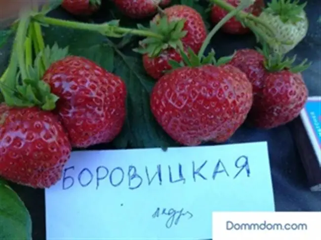 Клубника Боровицкая: описание позднего ягодного сорта, отзывы и фото дачников, которые выращивают
