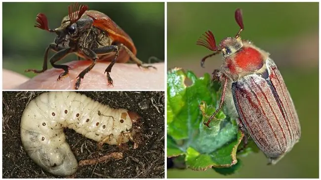 Личинка майского жука на ежевике — Вредители ежевики и борьба с ними, фото
