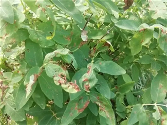 Крапчатость листьев на жимолости — Жимолость: болезни, вредители и их лечение (Фото)