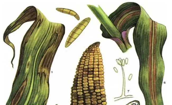 Вилт или бактериальное увядание кукурузы